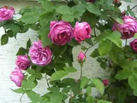 BILD2167.webp