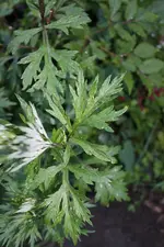 IMG_0503b.webp