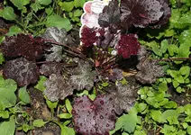IMG_0528b.webp
