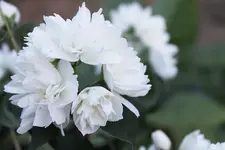 IMG_0507b Philadelphus.webp