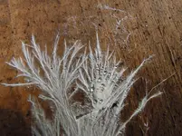 DSCN2307.webp