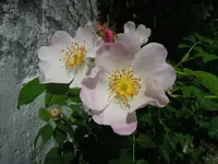 DSCN2303.webp