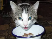dscn2349_hf.webp