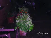 Erdbeeren.webp