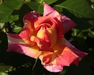 Caribia.webp