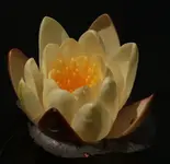 gelbe Seerose.webp