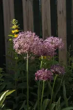 Allium_Gelbfelberich.webp