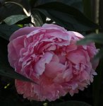 Pfingstrose rosa.jpg