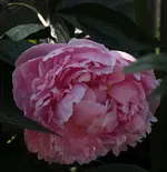 Pfingstrose rosa.webp