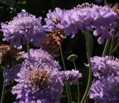Scabiose_Schmetterling.webp