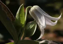 Staudenclematis.webp