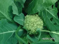 Blumenkohl (2).webp