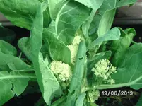 Blumenkohl.webp