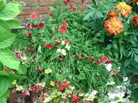 Elfenspiegel.webp