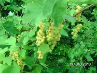 Johannisbeeren.webp