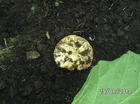 Pilz.webp