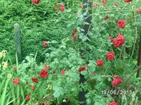 Rose.webp