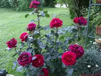 DSCF1417.webp