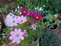 Cosmea.webp