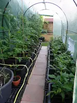 Folientunnel.webp