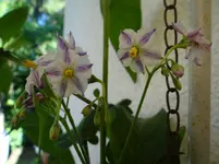 Pepinoblüten.webp