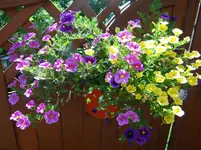 Petunie.webp