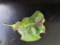 20130619_082949.webp
