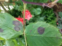 20130619_083108.webp