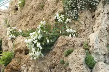 2013_0616Frühling0046.webp