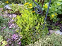 blühendes sedum.webp