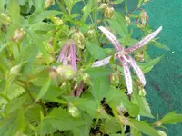 blüte glockenblume octopus.webp