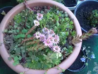 blüte hauswurze.webp