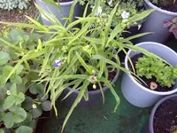 dreimasterblume.webp