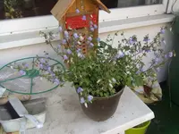 glockenblume.webp