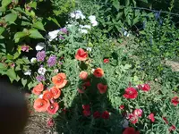 mohn.webp