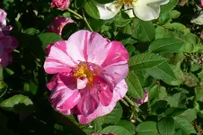 rosamundi70838.webp