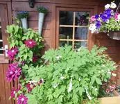 Clematis.webp