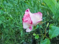 CIMG6415.webp