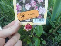 CIMG6276.webp