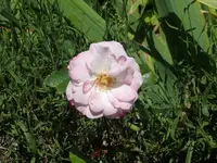 CIMG6490.webp
