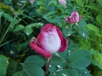 CIMG6332.webp