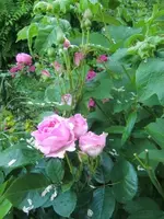 CIMG6456.webp