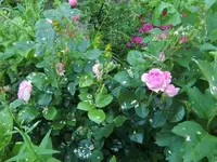CIMG6457.webp
