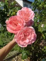 CIMG6535.webp