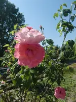 CIMG6534.webp