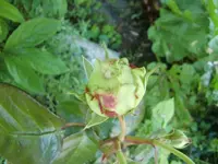 CIMG6397.webp