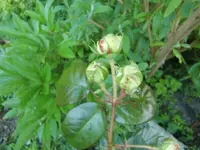 CIMG6484.webp
