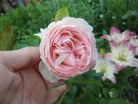 CIMG6412.webp