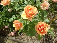 CIMG6540.webp