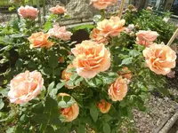 CIMG6539.webp